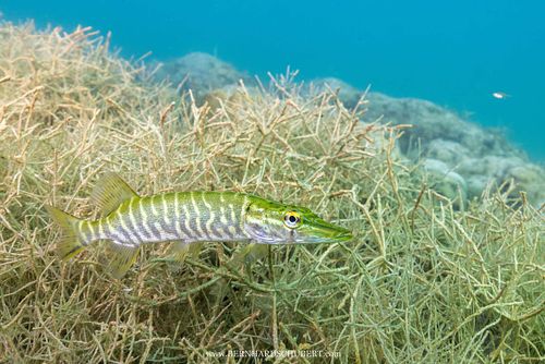 Esox lucius - Northern pike