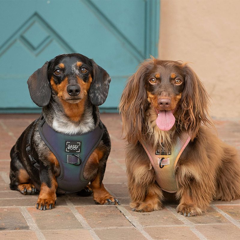 Vote for Vader and Violet