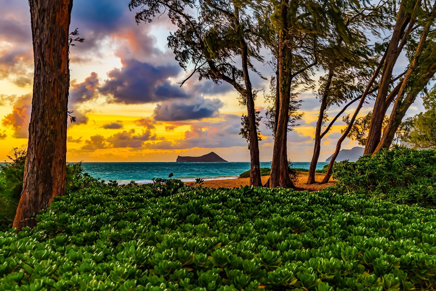 Dream Shot Hawaii