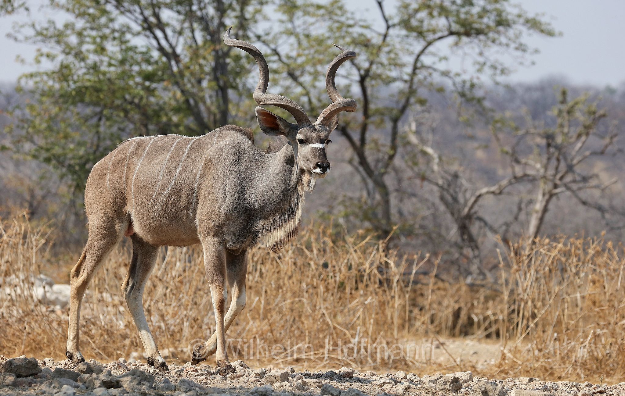 greater kudu, Zambezi kudu, Sambesi-Großkudu, cudù maggiore, kudu maggiore, ﻿﻿Strepsiceros zambesiensis, Etosha-Nationalpark, Etosha National Park, parco nazionale d'Etosha, Namibia