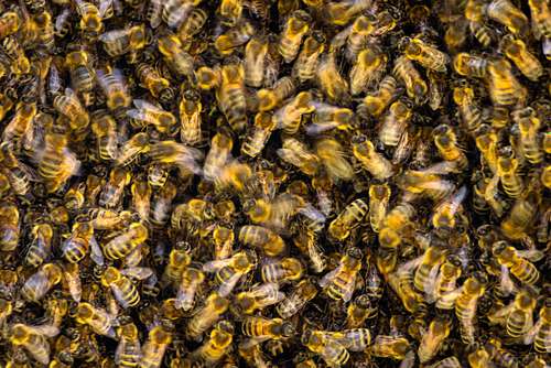 Apis mellifera - Western Honey Bee