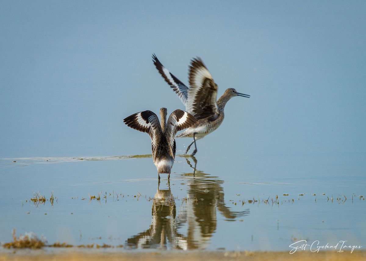 Willets at Killpecker