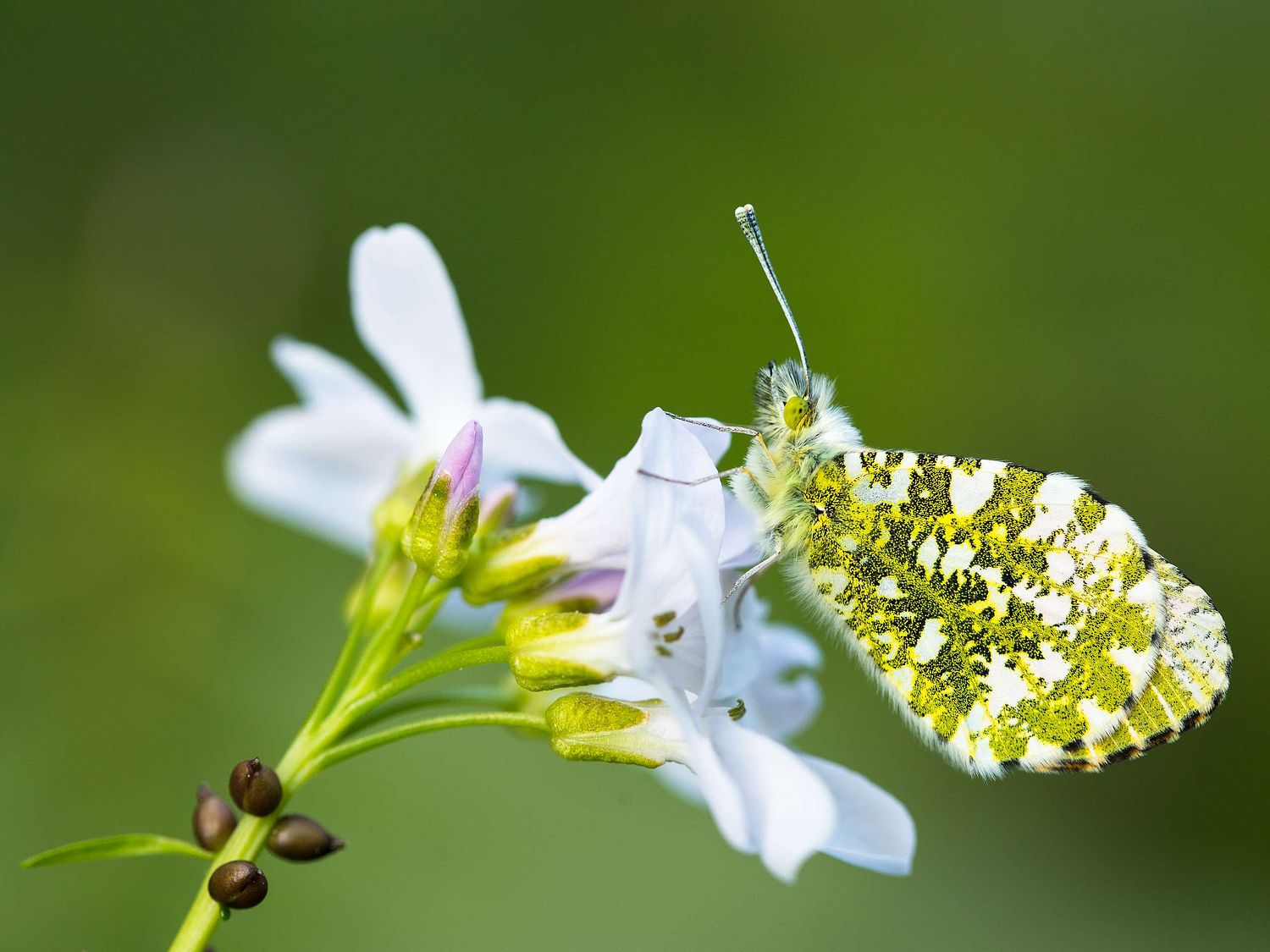 Anthocharis cardamines - Aurorafalter