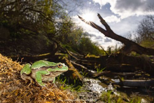 Hyla arborea - European tree frog
